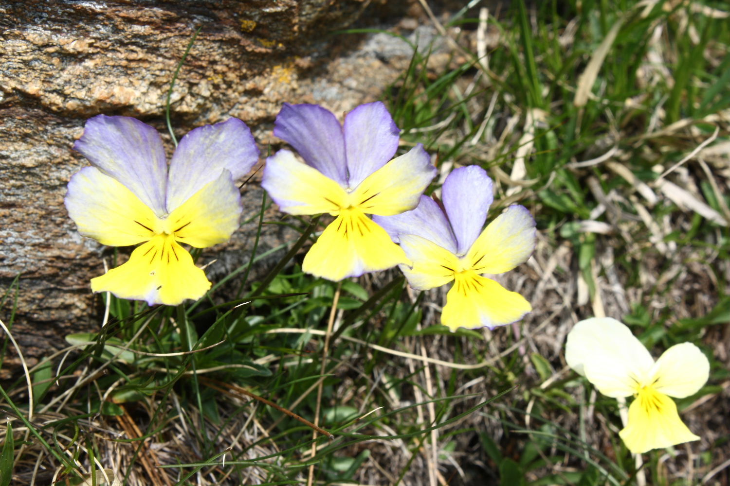 Viola calcarata s.l.